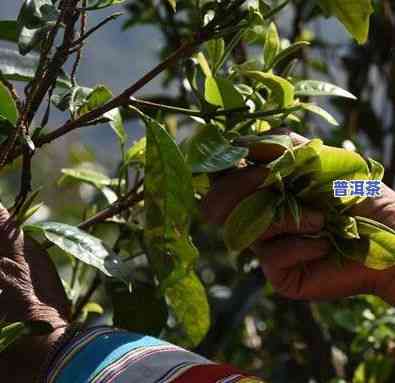 探究燕窝果种植与加工：从采摘到成品的全流程生产工艺解析