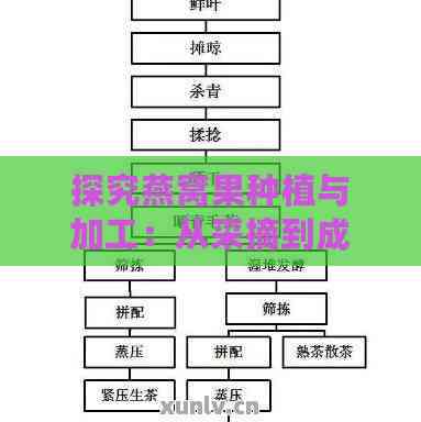 探究燕窝果种植与加工：从采摘到成品的全流程生产工艺解析