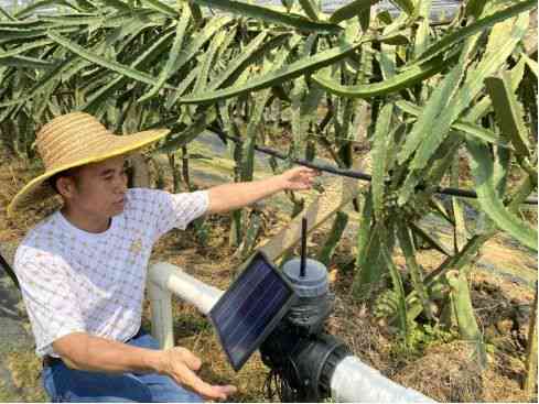 探究燕窝果种植与加工：从采摘到成品的全流程生产工艺解析