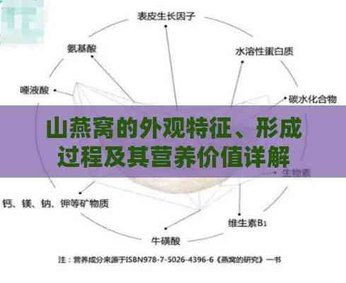 山燕窝的外观特征、形成过程及其营养价值详解