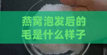 燕窝泡发后的毛是什么样子的：详解其形态与处理方法