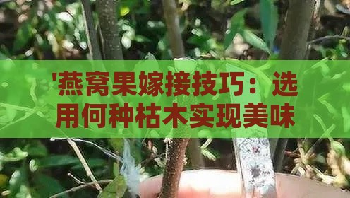 '燕窝果嫁接技巧：选用何种枯木实现美味升级'