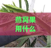 燕窝果用什么枯木嫁接好