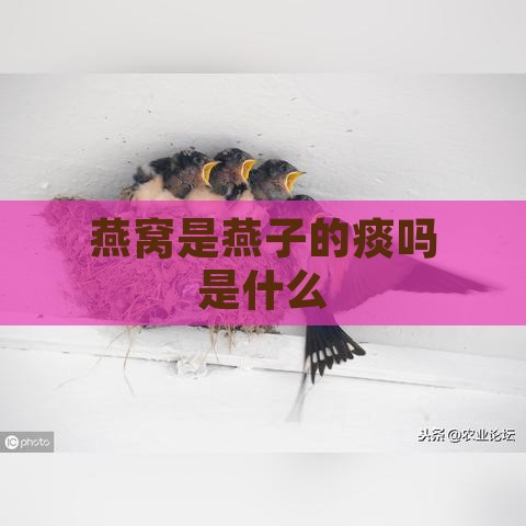 燕窝是燕子的痰吗是什么