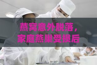 燕窝意外脱落，家庭燕巢受损后的影响探究