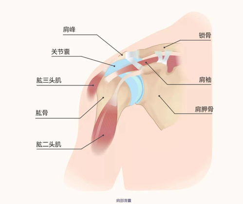 探究胳膊下燕窝部位疼痛的可能疾病成因