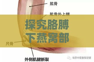 探究胳膊下燕窝部位疼痛的可能疾病成因