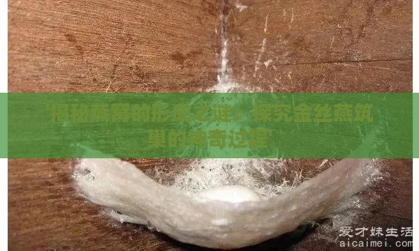 '揭秘燕窝的形成之谜：探究金丝燕筑巢的神奇过程'