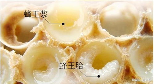 燕窝蜂王浆片推荐：精选高品质牌子对比分析