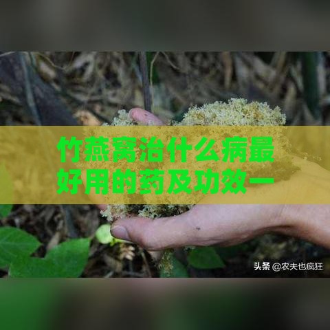 竹燕窝治什么病更好用的药及功效一览