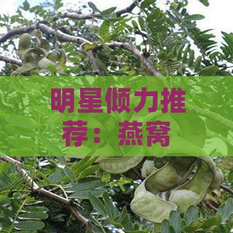 明星倾力推荐：燕窝养颜秘籍，燕窝代言新篇章