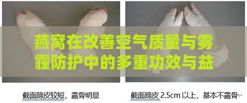 燕窝在改善空气质量与雾霾防护中的多重功效与益处