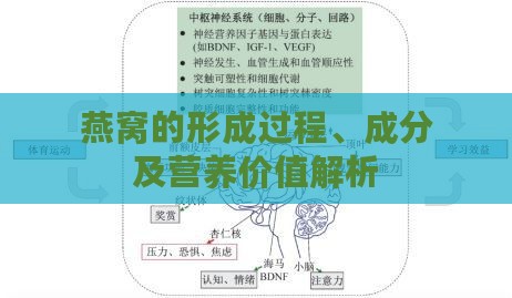 燕窝的形成过程、成分及营养价值解析