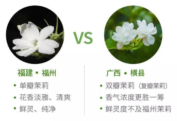 '揭秘：燕窝销售者茉莉花的品种之谜'