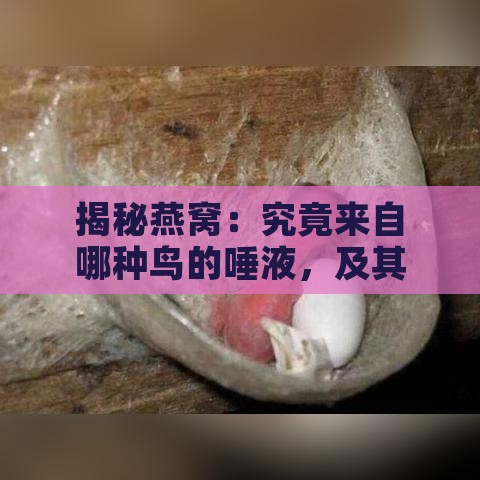 揭秘燕窝：究竟来自哪种鸟的唾液，及其形成与营养价值