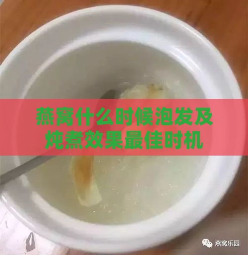 燕窝什么时候泡发及炖煮效果更佳时机探讨