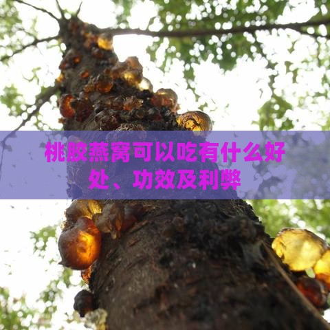 桃胶燕窝可以吃有什么好处、功效及利弊