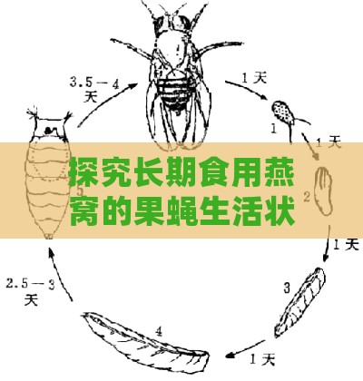 探究长期食用燕窝的果蝇生活状态与外貌变化