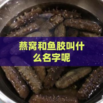 燕窝和鱼胶叫什么名字呢