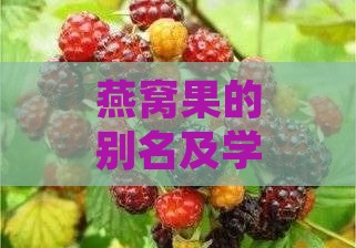 燕窝果的别名及学名一览