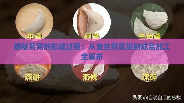 揭秘燕窝的形成过程：从金丝燕筑巢到成品加工全解析