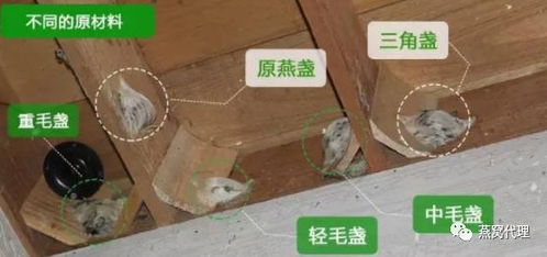 燕窝成品市场价格解析：探究即食燕窝常规价格区间