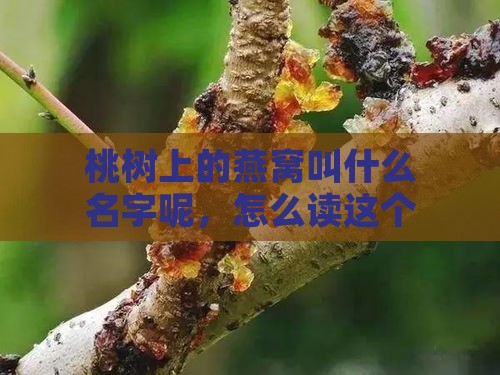 桃树上的燕窝叫什么名字呢，怎么读这个名字？（共45字节）