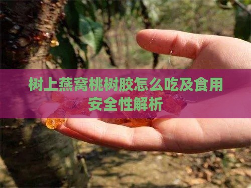 树上燕窝桃树胶怎么吃及食用安全性解析