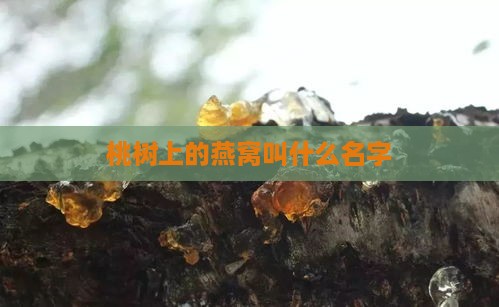 桃树上的燕窝叫什么名字