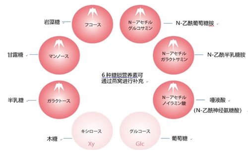 燕窝食用更佳时间指南：全面解析不同人群与时段的燕窝摄取策略