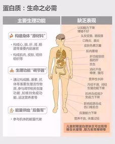 减脂期间如何安排燕窝饮用时机以助力身材管理