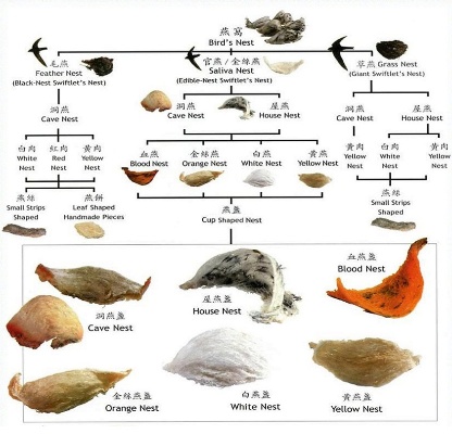 燕窝的分类是什么东西啊