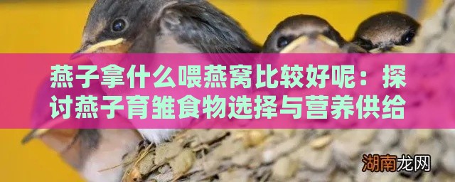 燕子拿什么喂燕窝比较好呢：探讨燕子育雏食物选择与营养供给