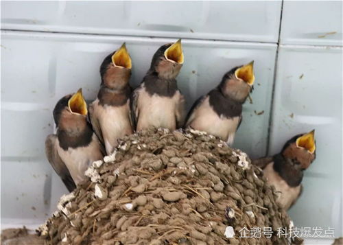 燕子选择何种食材筑巢，探究燕窝的美味喂养秘诀