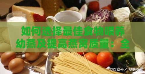 如何选择更佳食物喂养幼燕及提高燕窝质量：全面指南