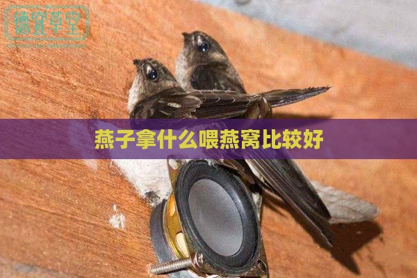 燕子拿什么喂燕窝比较好