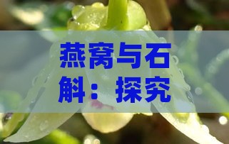 燕窝与石斛：探究二者滋阴效果之差异与优劣