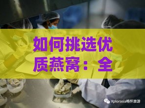 如何挑选优质燕窝：全面指南与推荐选购要点