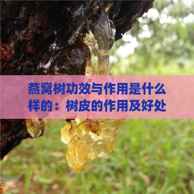 燕窝树功效与作用是什么样的：树皮的作用及好处解析