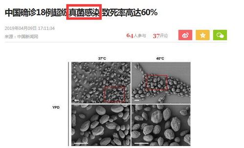 揭秘燕窝：深入了解其成分、来源及制作全过程