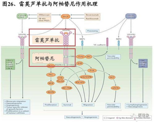 燕窝对高血压患者的益处与降血压机制详解：全面解析其健康作用