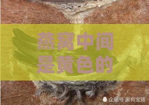 燕窝中间是黄色的是什么品种的燕子及其特征