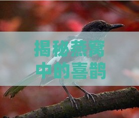 揭秘燕窝中的喜鹊：名字、习性及与燕窝的关系全解析