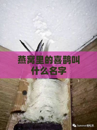 燕窝里的喜鹊叫什么名字