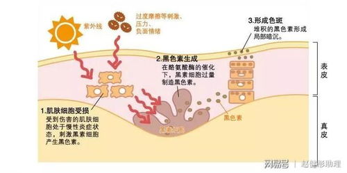 探究干燕窝变黄的各种原因及应对措施