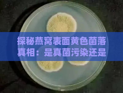 探秘燕窝表面黄色菌落真相：是真菌污染还是自然现象？