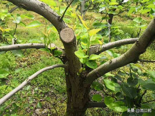 鲜炖燕窝店周边适合嫁接的果树种类及搭配建议指南