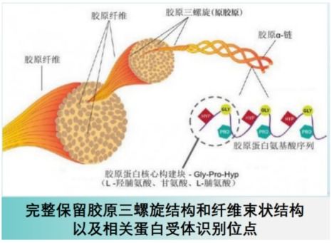 '燕窝中富含的特定生物活性蛋白质类别探究'