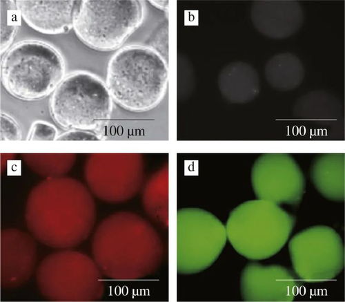 '燕窝中富含的特定生物活性蛋白质类别探究'