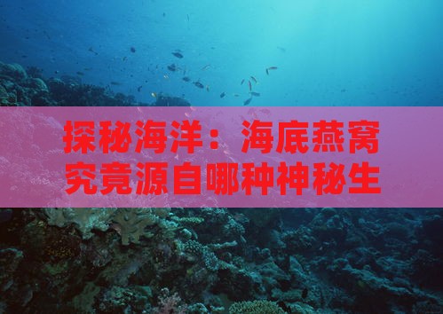 探秘海洋：海底燕窝究竟源自哪种神秘生物？